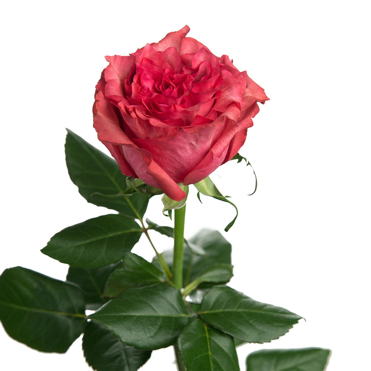 Caralinda Garden Rose