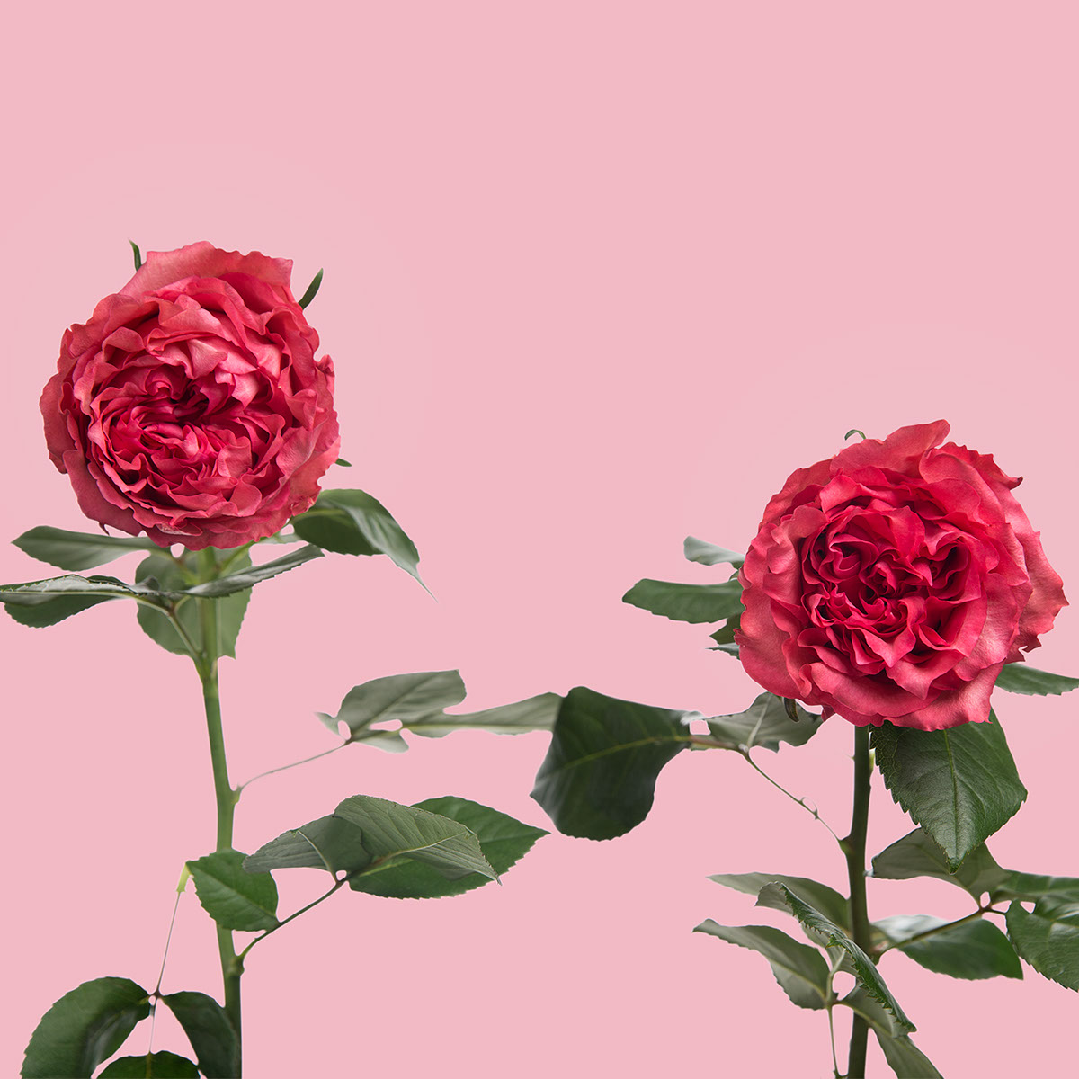 Caralinda Garden Rose
