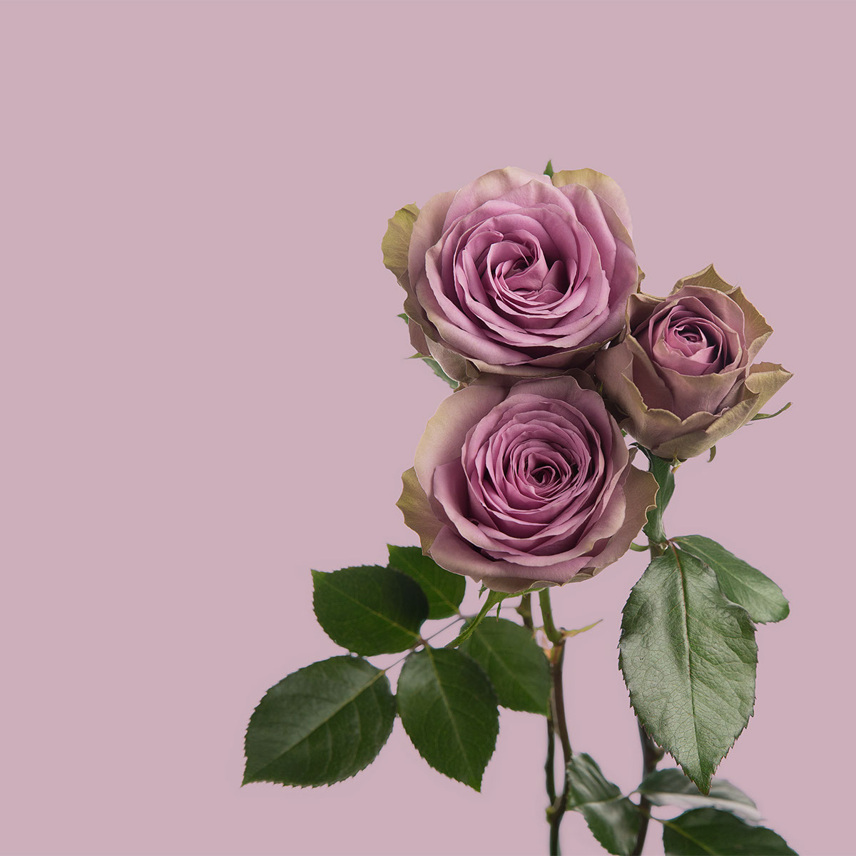 Tiara Garden Rose
