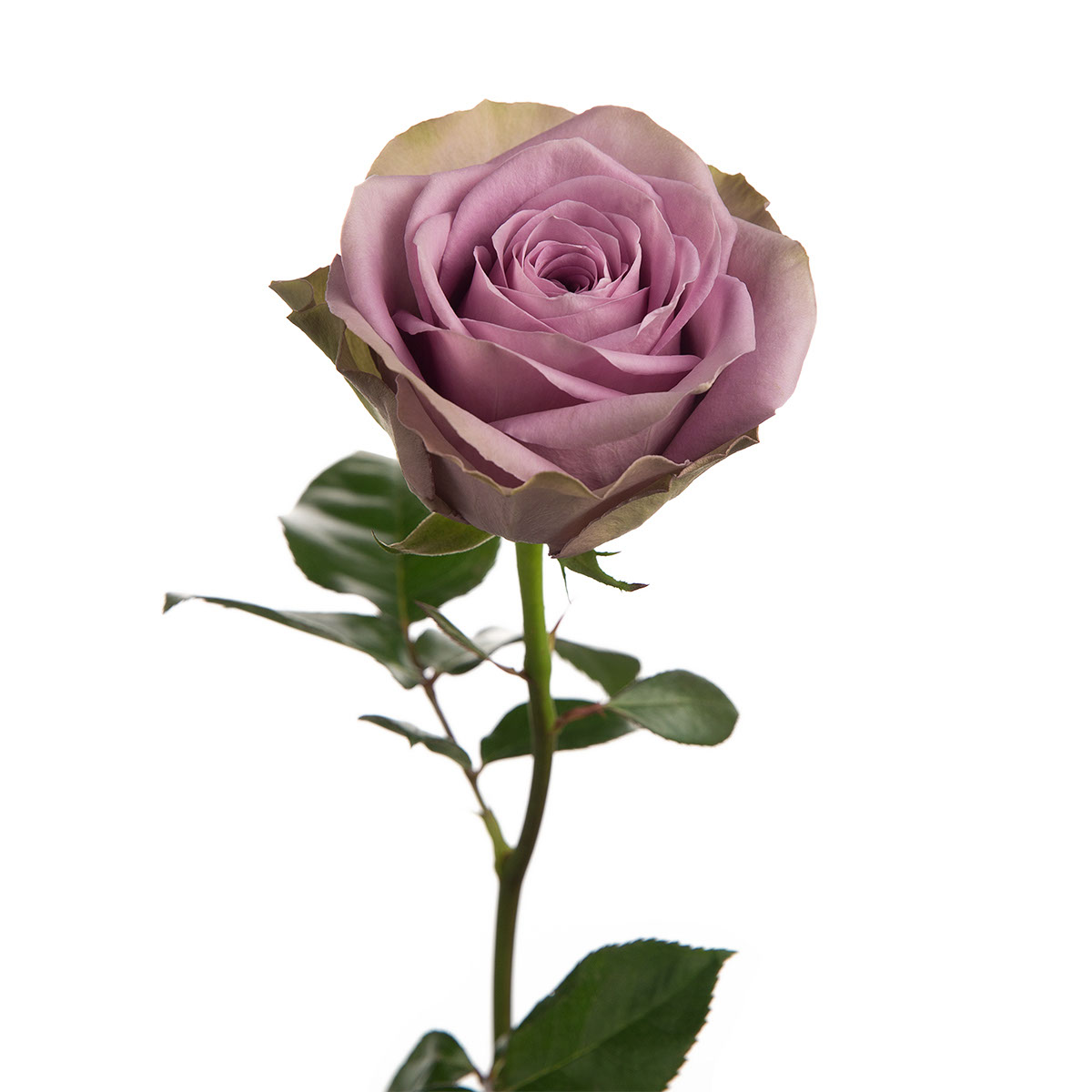 Tiara Garden Rose