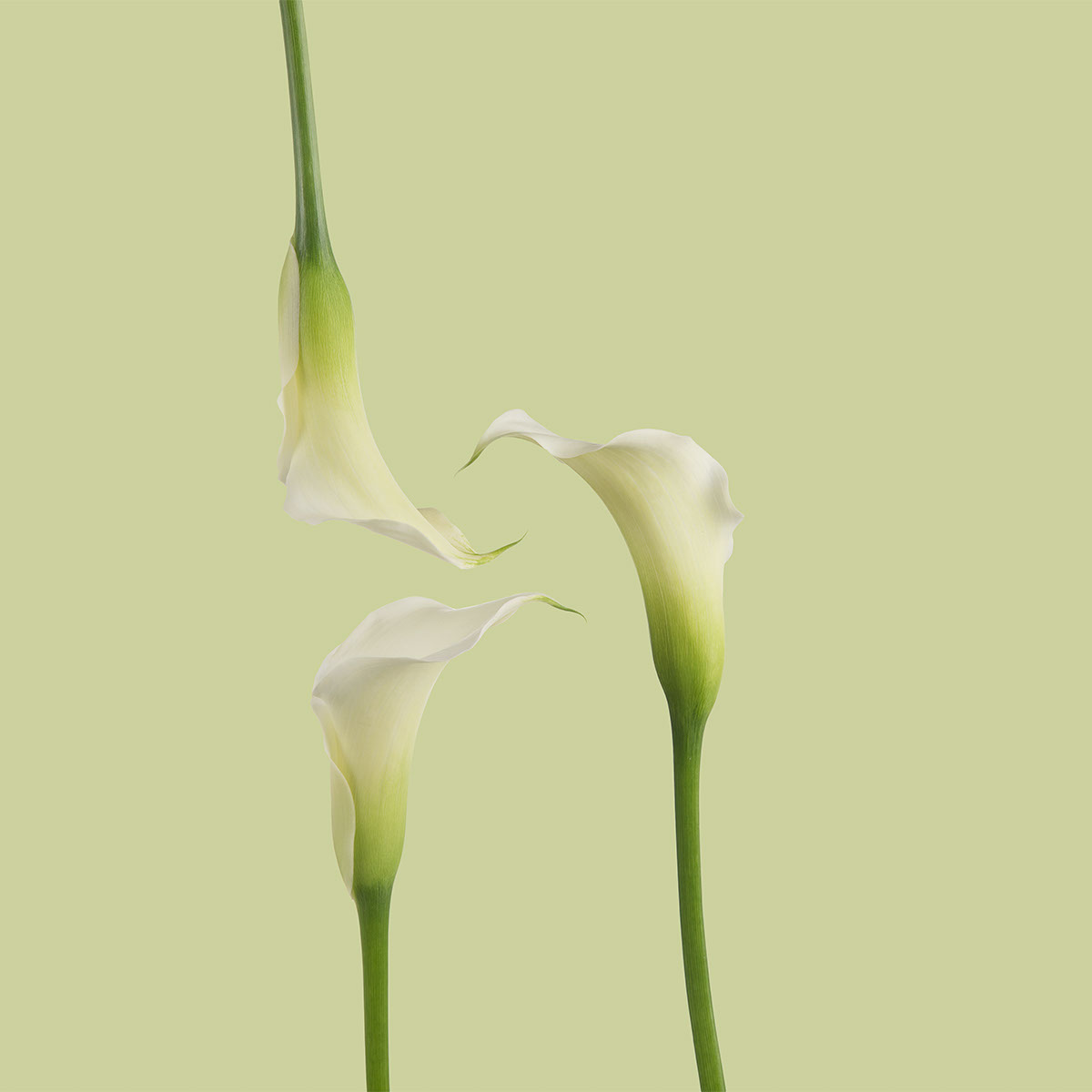 Crystal White Mini Callas