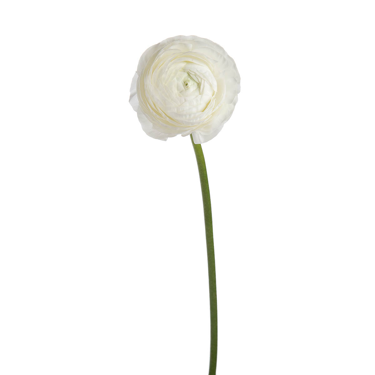 White Ranunculus 