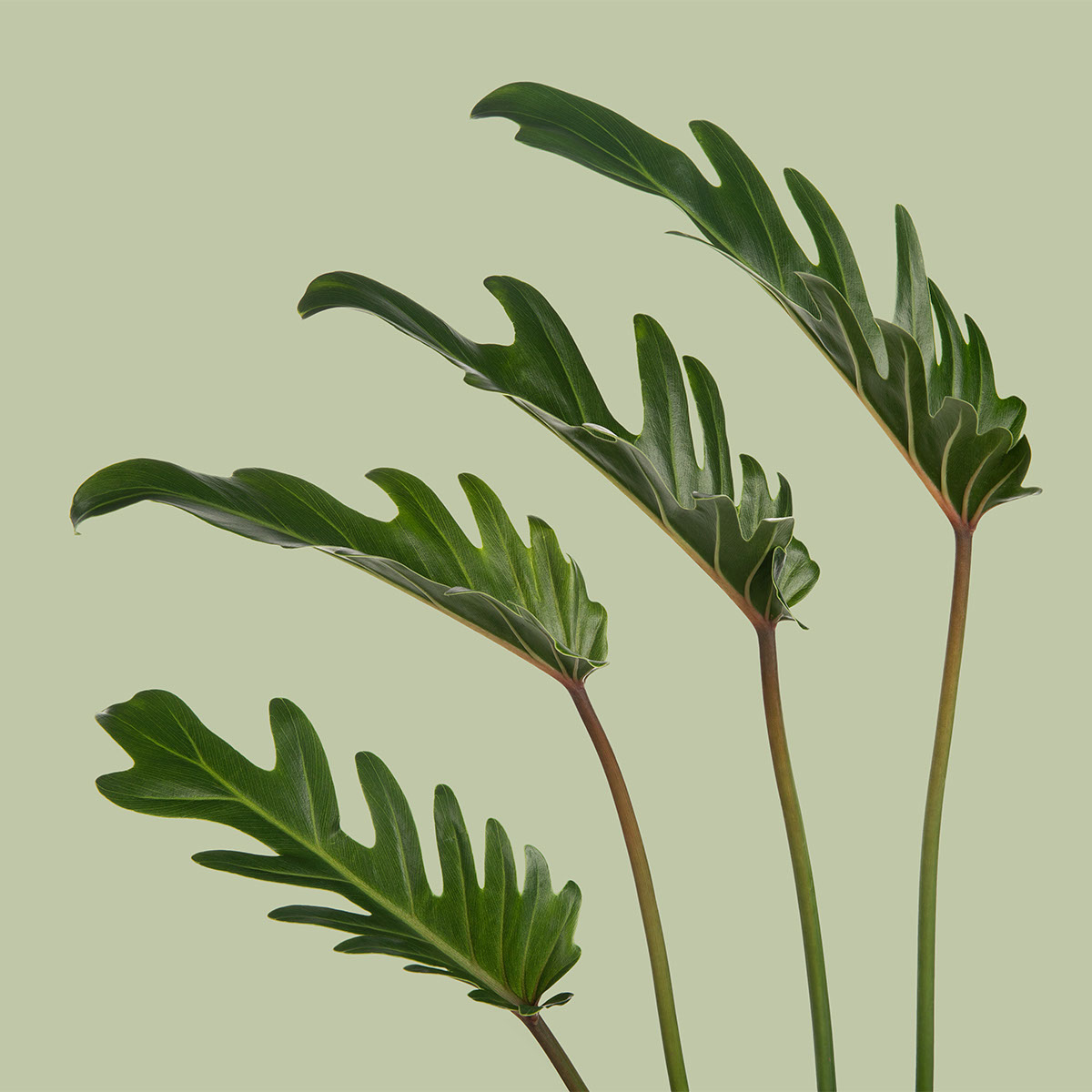 Xanadu Philodendron Leaves