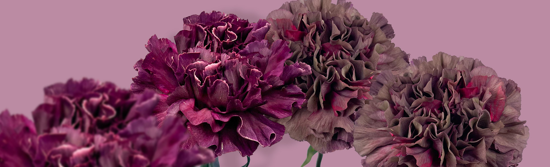 bulk-carnations-online(1).jpg