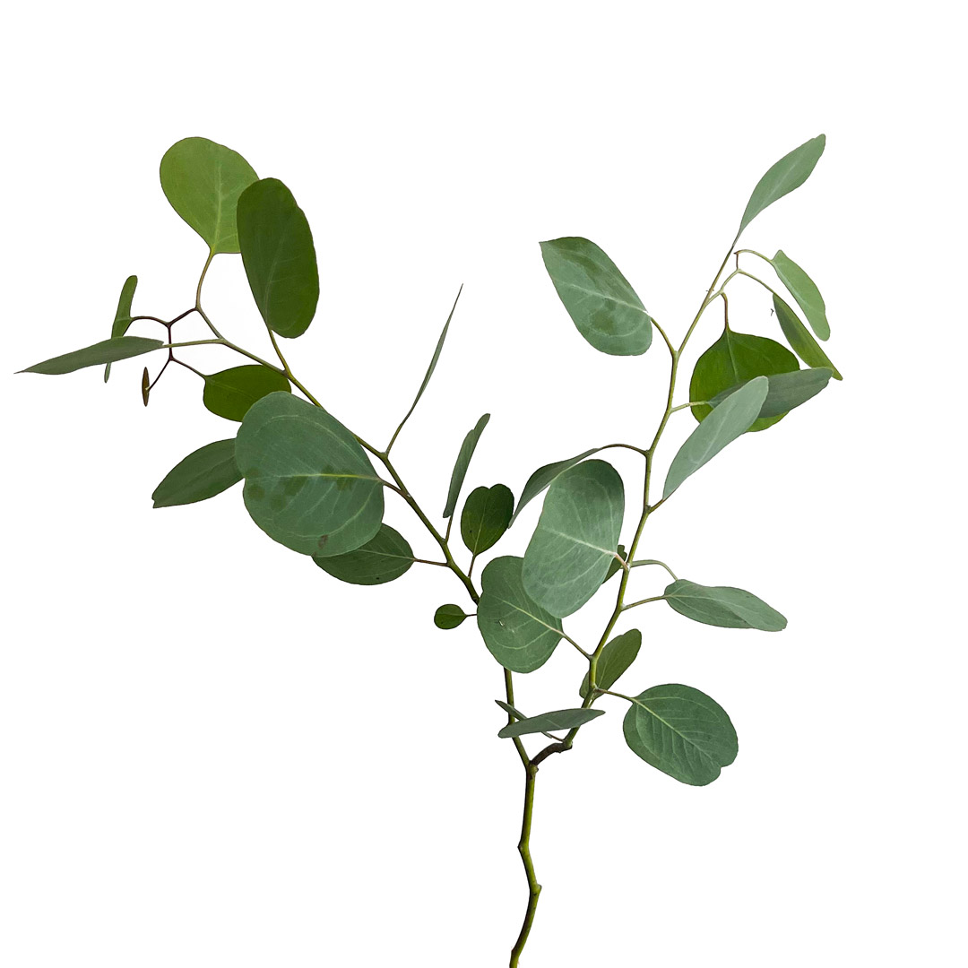 Eucalyptus Polyanthemos