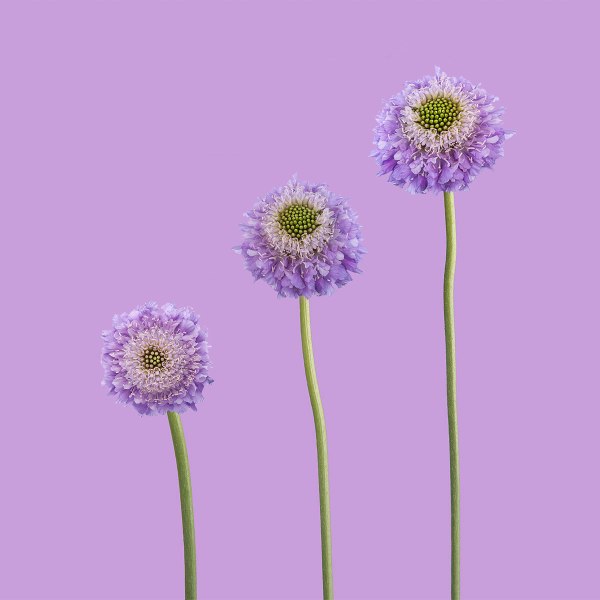 Lavender Scabiosa