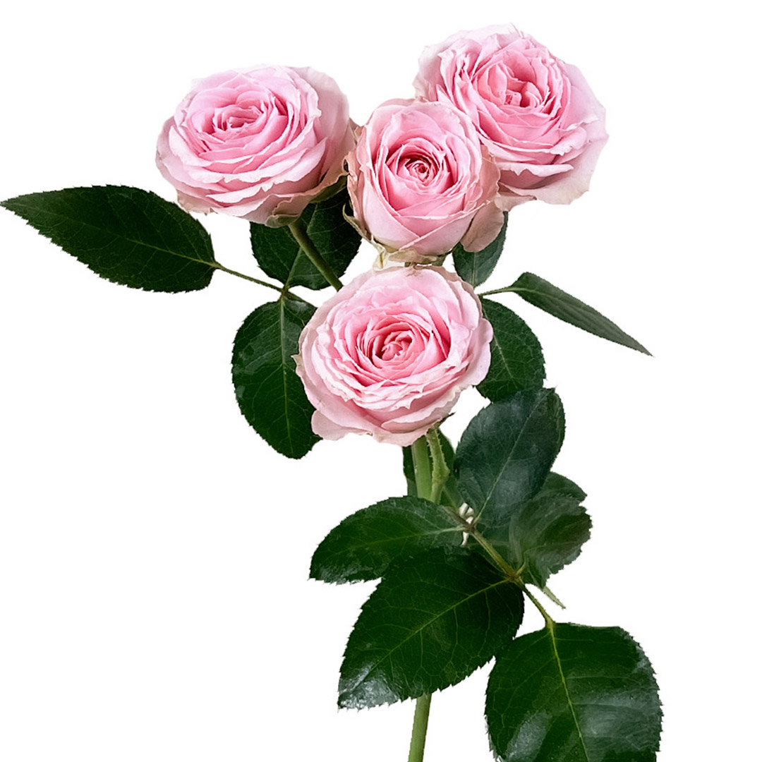 Pink Irishka Spray Rose