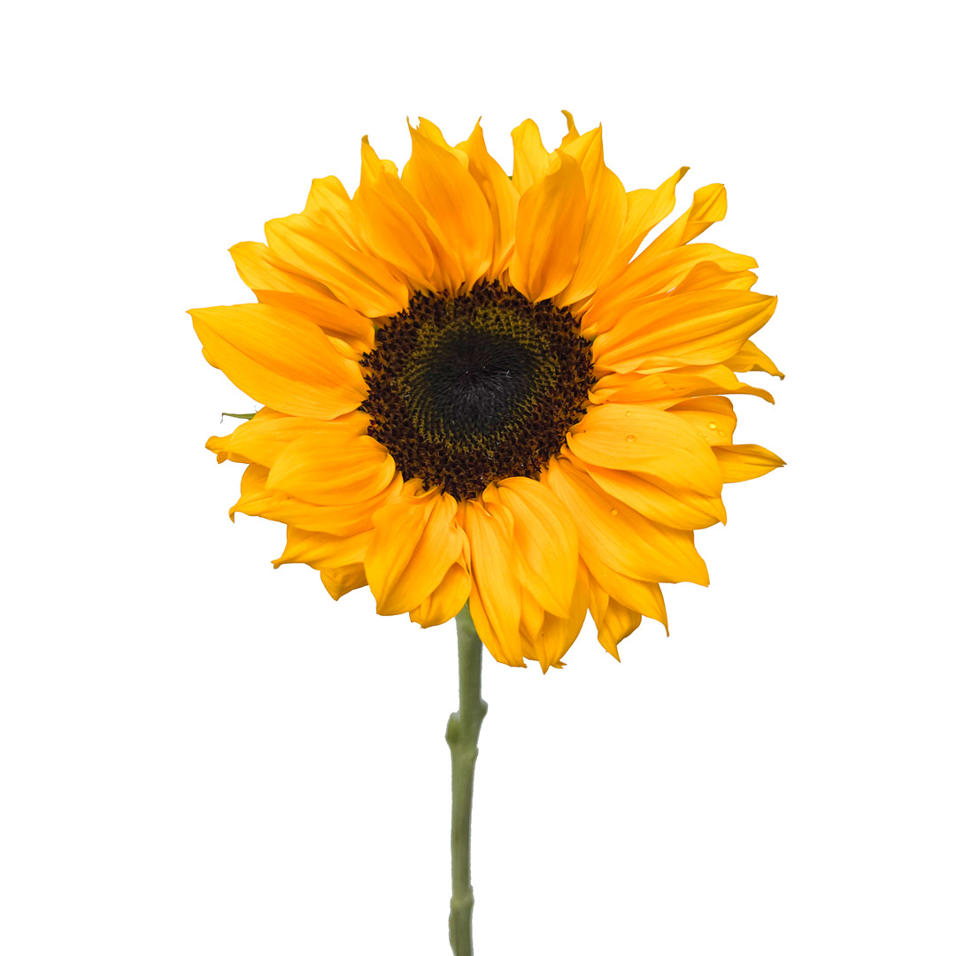 Sunflower Vincent Premium