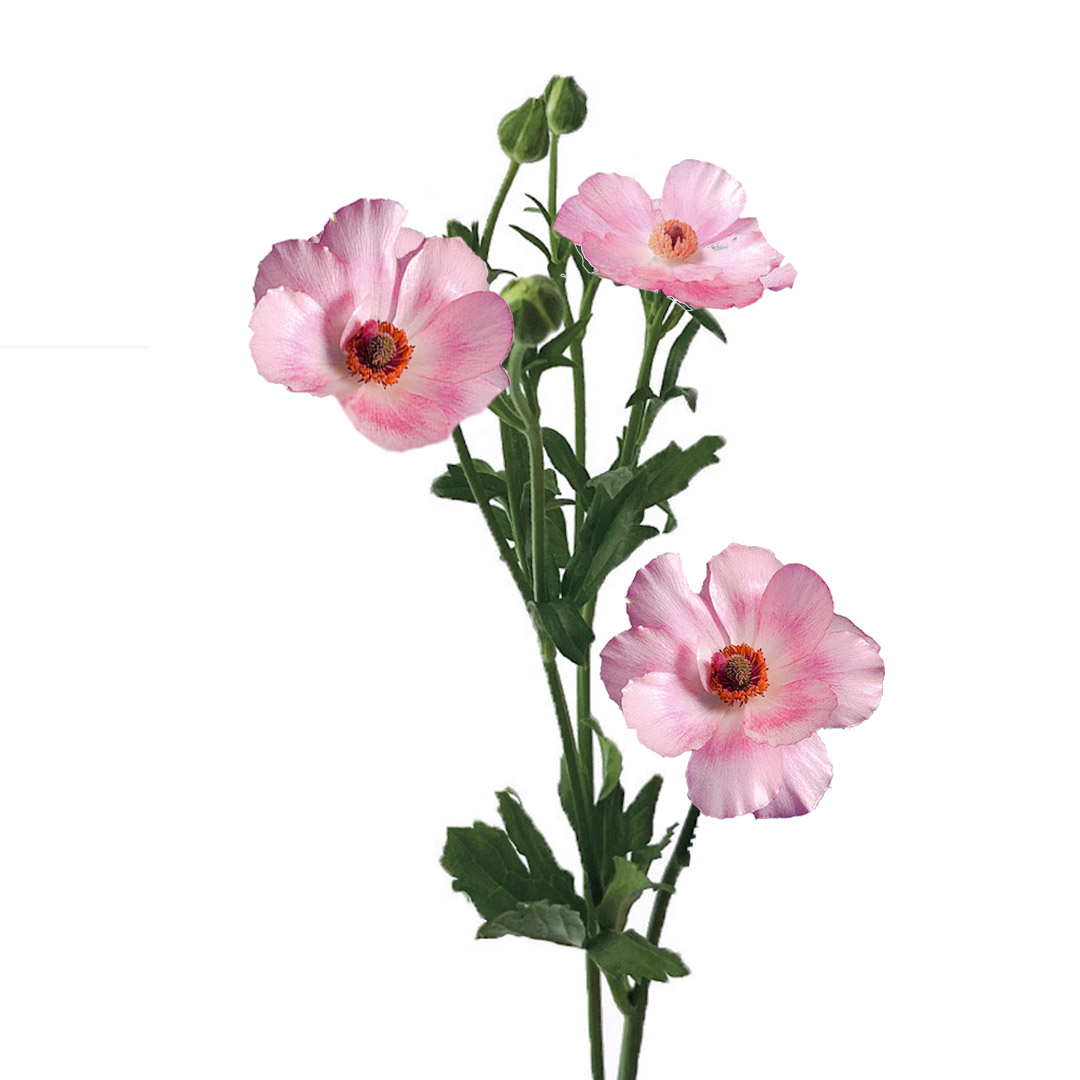 Ranunculus Butterfly Pink Lycia