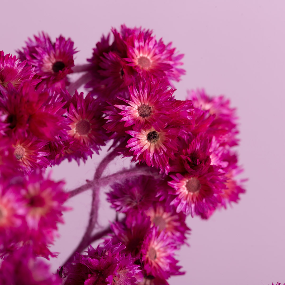 Andean Aster Hot Pink 