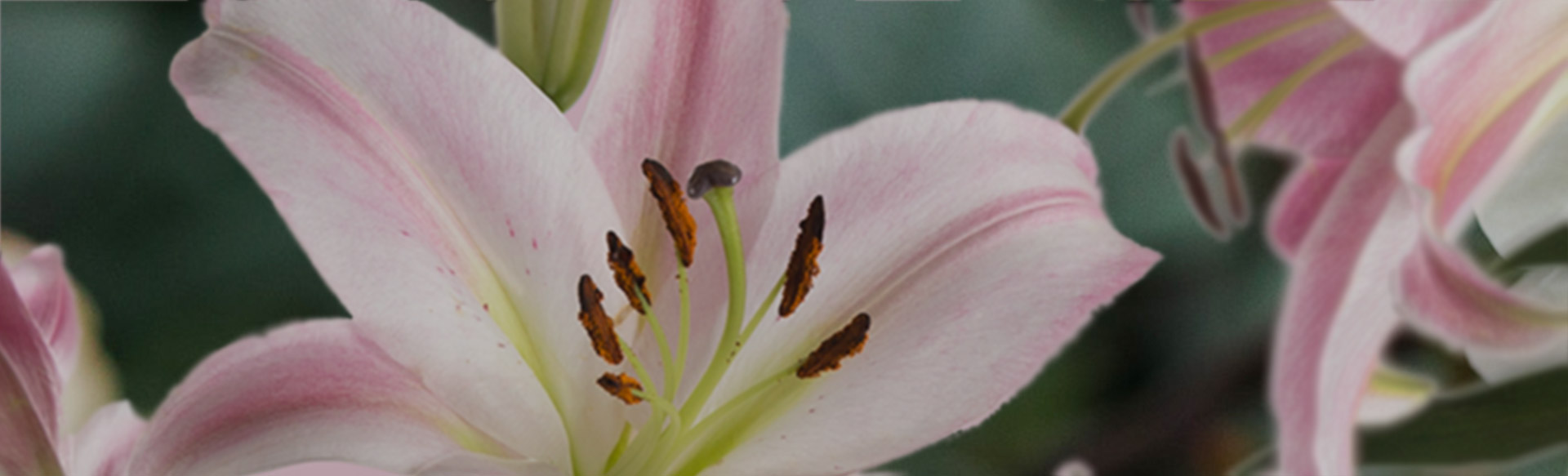 lilies-wholesale-flowers.jpg