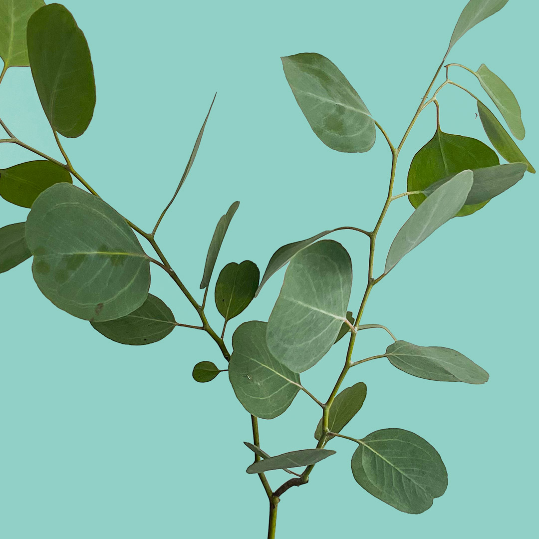 Eucalyptus Polyanthemos