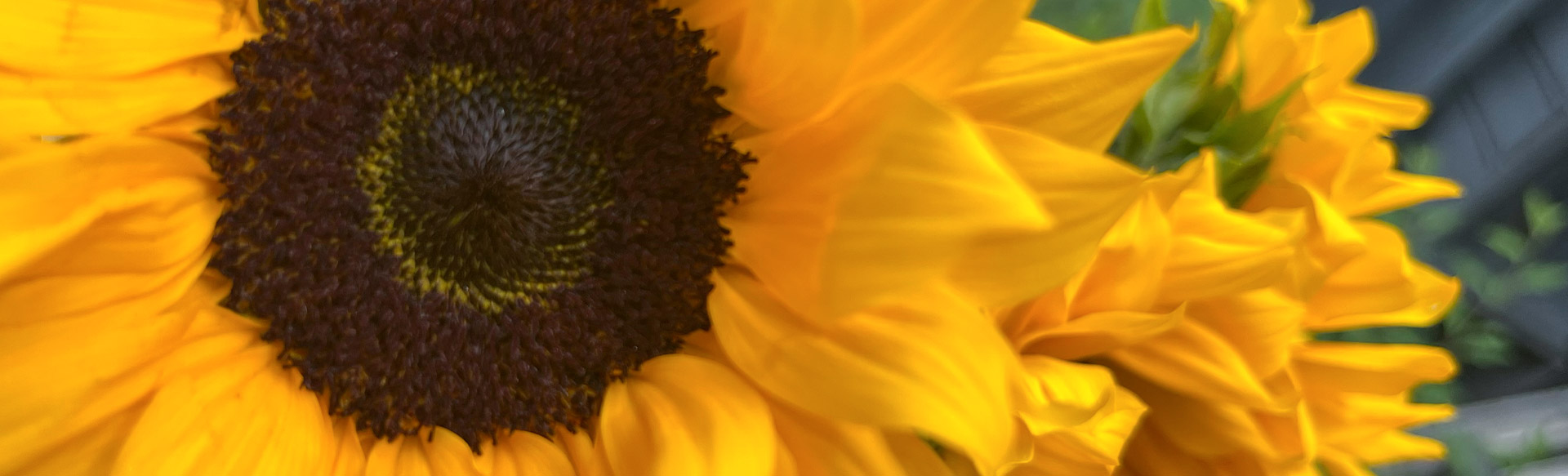 wholesale-sunflowers-online.jpg
